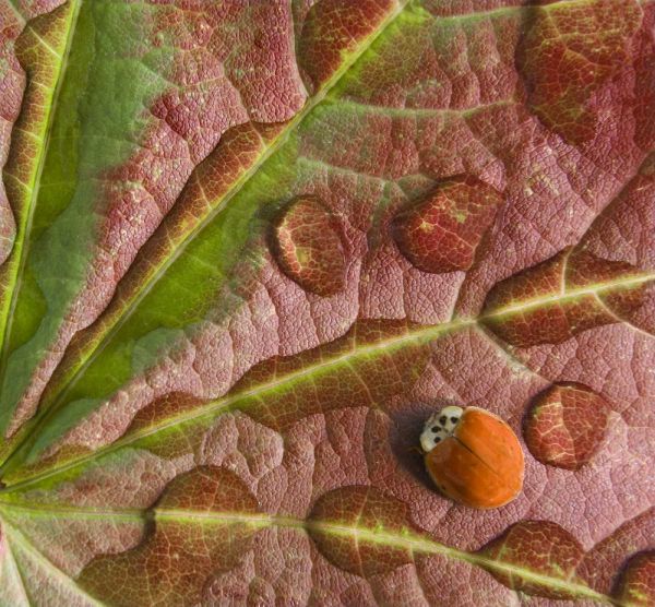 Ladybug on dewy maple leaf